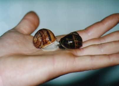 Accouplement